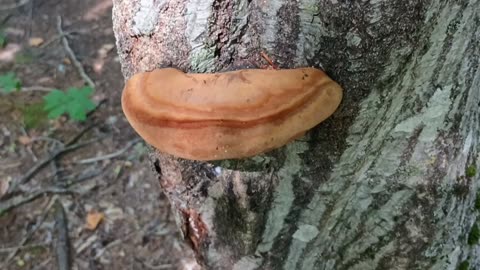 Mushroom