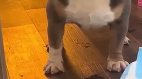 Dog started stalking back for getting no dinner