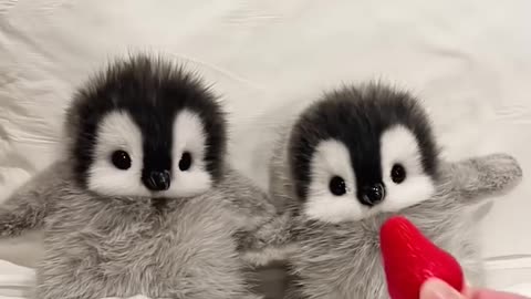 Cutest little penguins