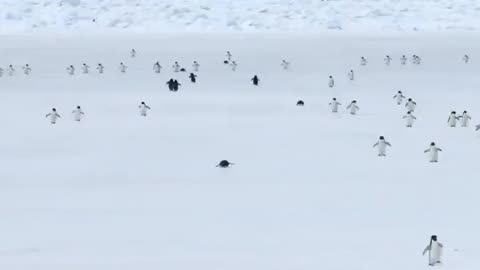 Penguins walking in 5x speed