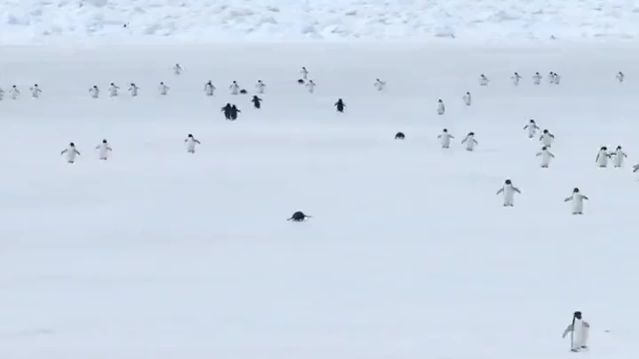 Penguins walking in 5x speed
