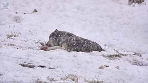 Man Helps Pregnant Wolf Crying What Happens Next Is Unbelievable