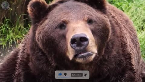 Man helps bear family cross the street and then the unbelievable happens
