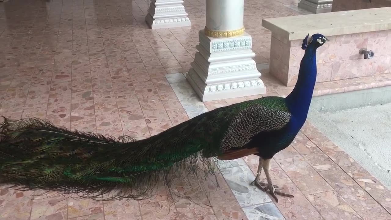 peacock's catwalk-majestic