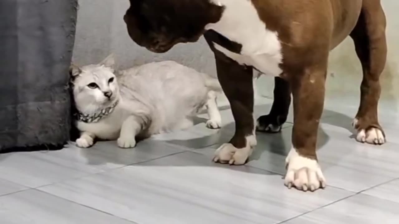 Dog wants fun cat says nope! 😂