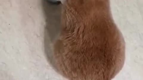 Funniest cat