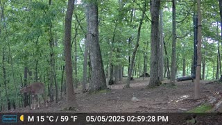 The Woods – 05/06/2025