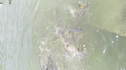 Pescado