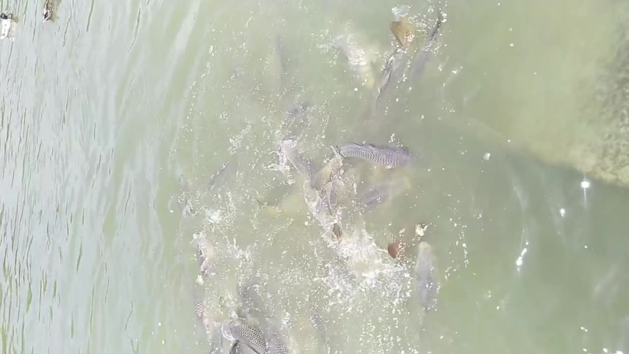 Pescado