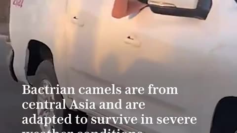 🐫🇺🇦 Ukraine Russia War | Ukrainian Forces Rescue Russian Camel | RCF