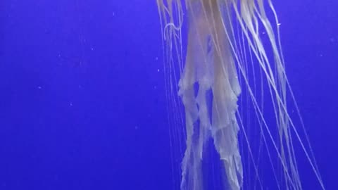 Jellyfish #nature #jellyfish