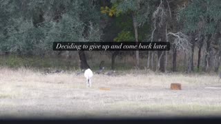 Testing Antler Builder Products in Texas