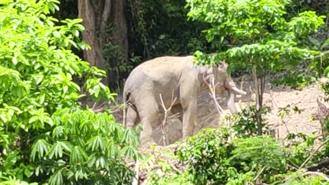 Elephant in the forest tightened up