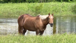 Caught My Horses Having A Pool Party - Buddy & Ransom Having Fun