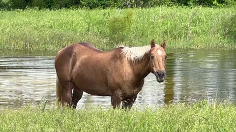 Caught My Horses Having A Pool Party - Buddy & Ransom Having Fun
