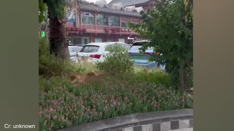 FUNNY CAT AND DOG OF 2025