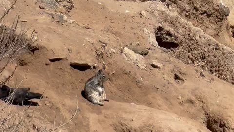 Squirrel Deep In Thought While Sitting On A Cliffside