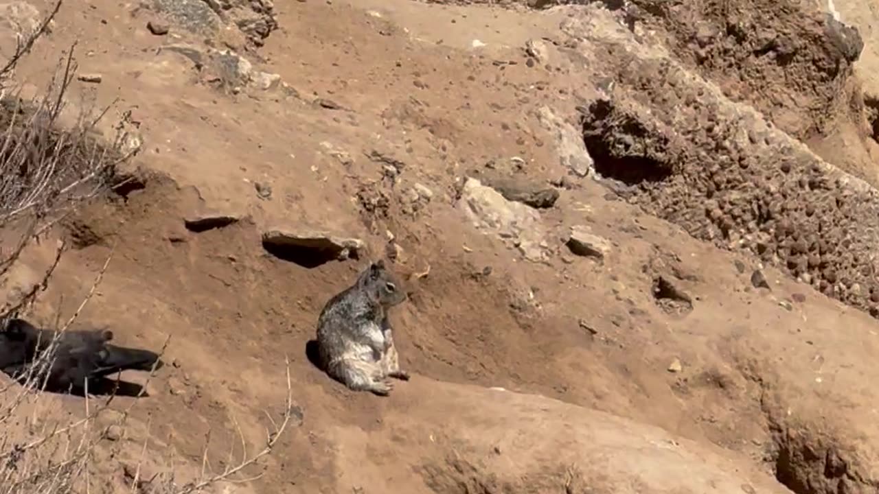 Squirrel Deep In Thought While Sitting On A Cliffside