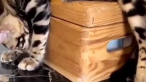 The Cutest Kittens Caught in Funny Moments! 😻🎶