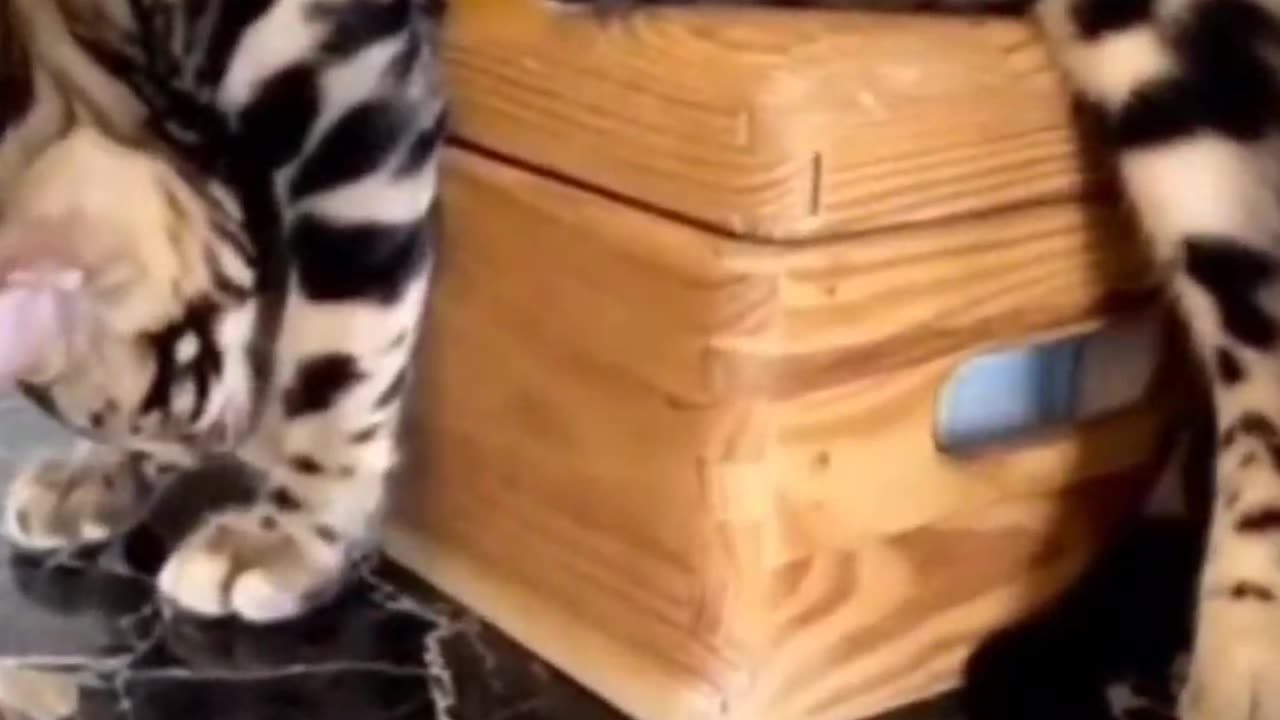 The Cutest Kittens Caught in Funny Moments! 😻🎶