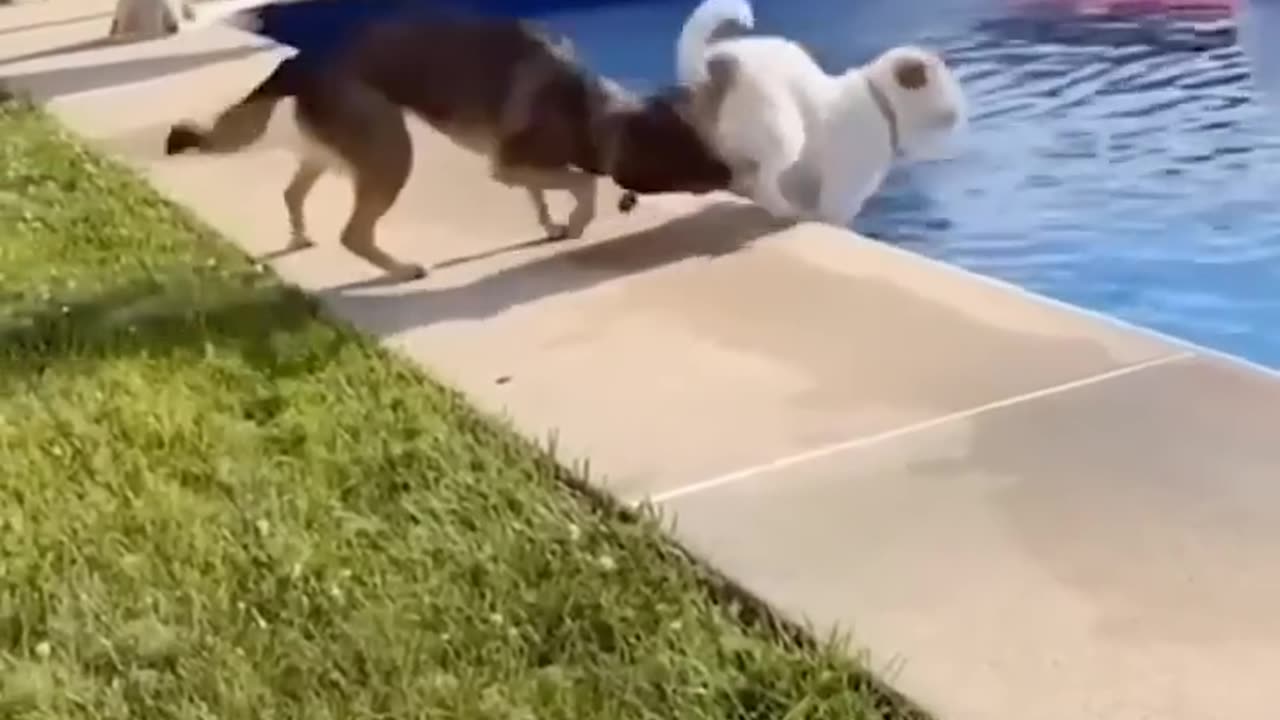 Animal funny moments