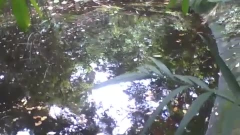 Looking around the lake in the botanical garden, where nature reigns [Nature & Animals]