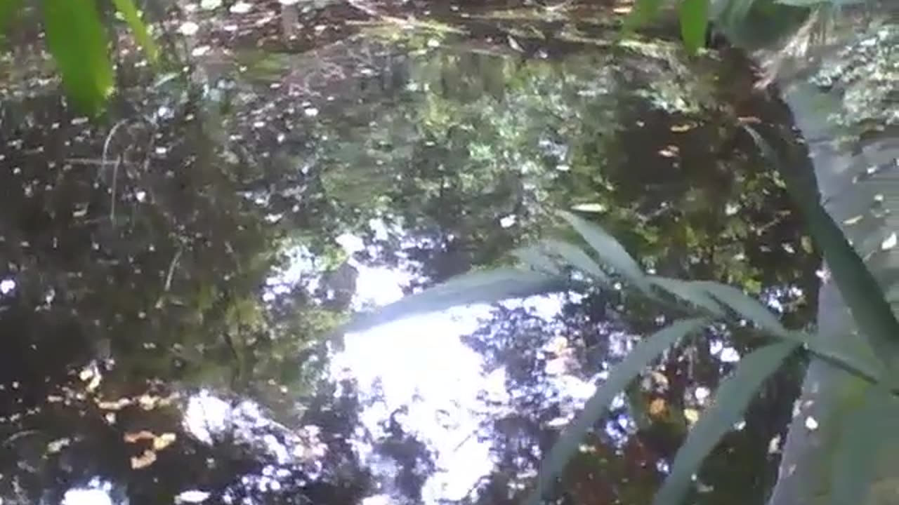 Looking around the lake in the botanical garden, where nature reigns [Nature & Animals]
