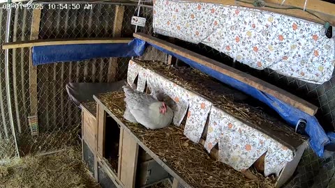 A Lovely Day To Lay An Egg!