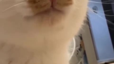 Cat tasting food