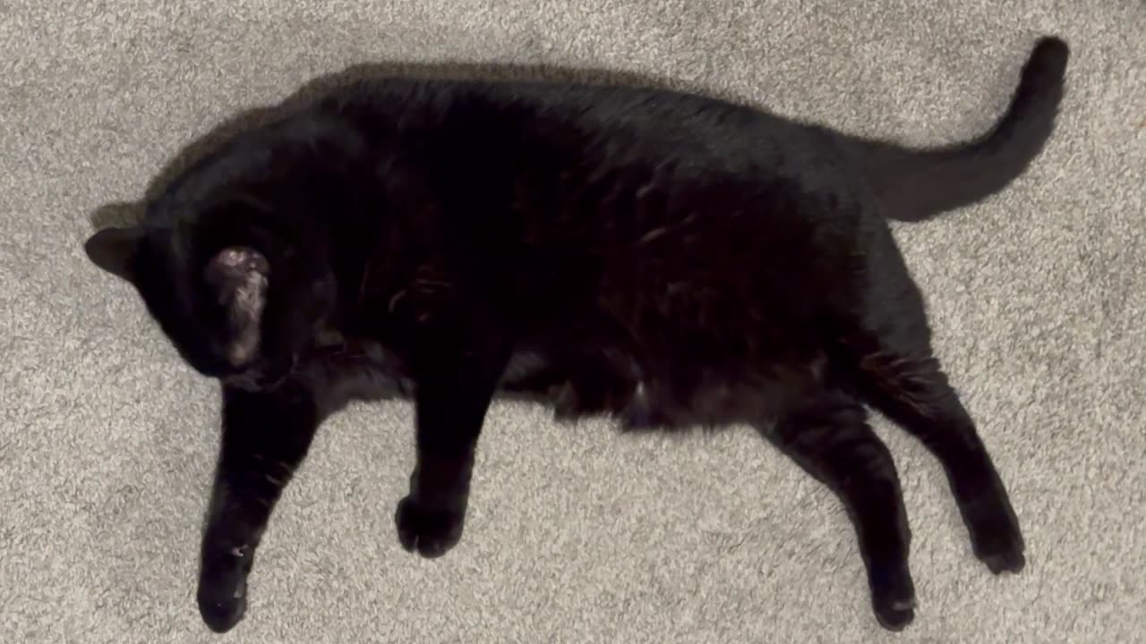 Cute Precious Piper Cleans Herself in the Lobby - My Adopted Shelter Cat Vlog