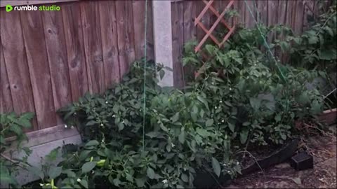Join me in the garden 🌱 evening pruning