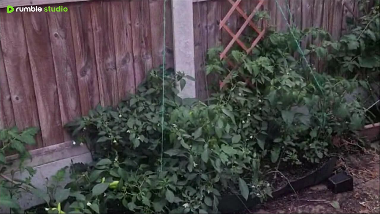 Join me in the garden 🌱 evening pruning
