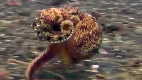 🤯✨ Watch This Octopus Hurry! Biologists Call It Six Arms & Two Legs | FeedMyCuriosity