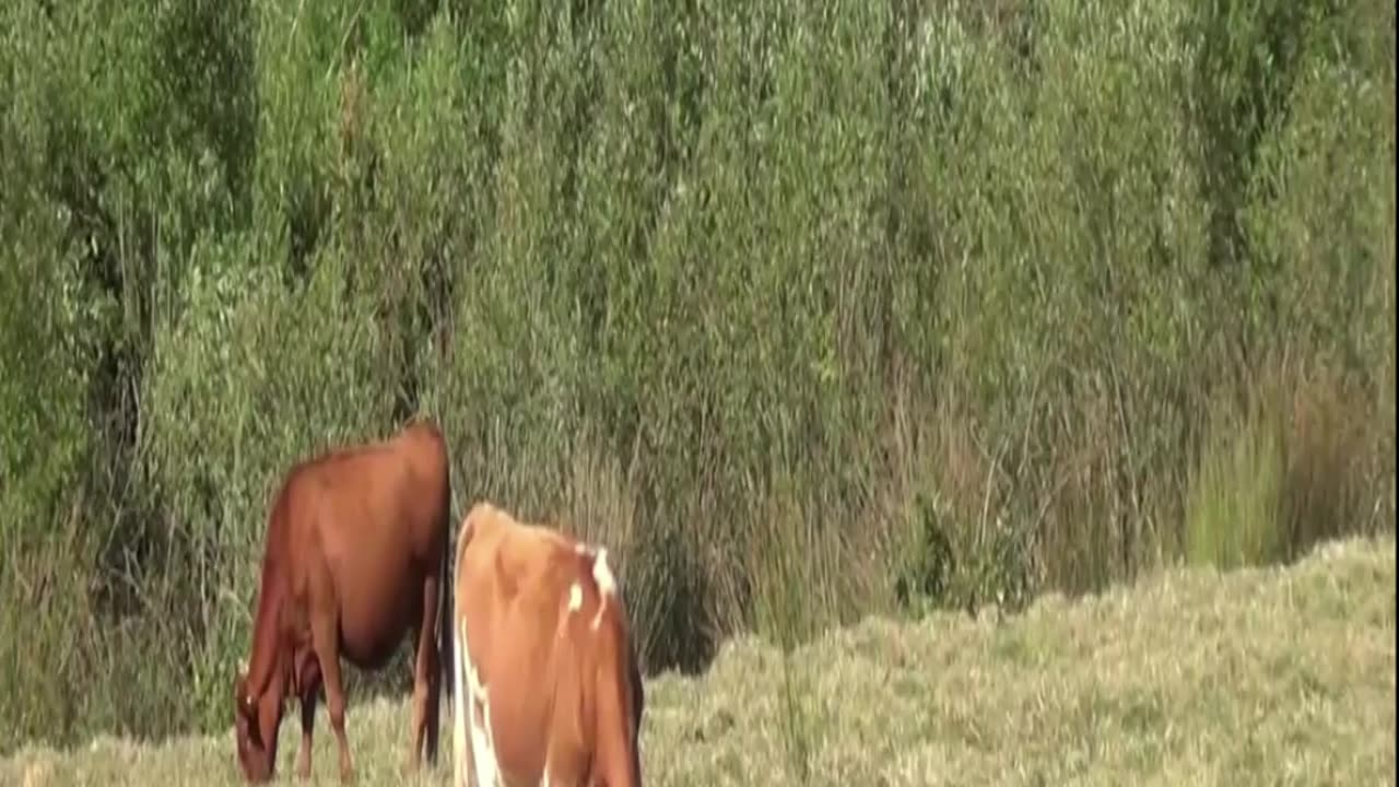 cow