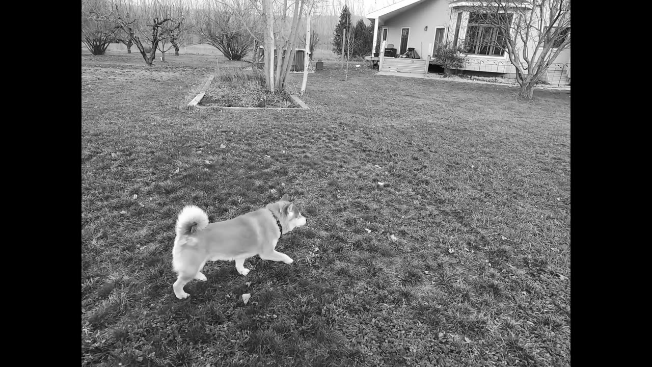 Champ's Apocolyptic Windstorm