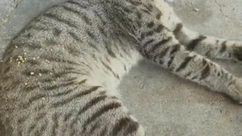 The little chick was kicked away by the cat again.