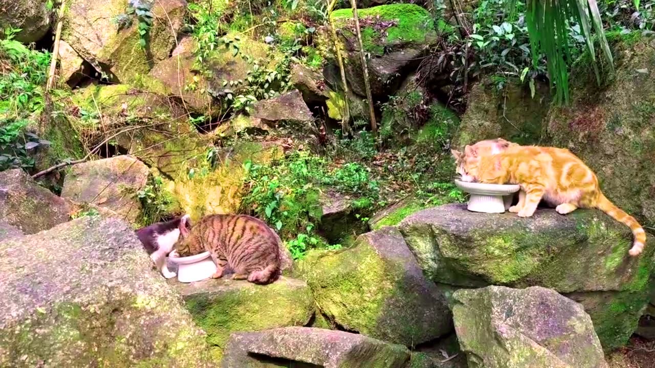 Lonely Kitten Climbs Trees to Find New Friends