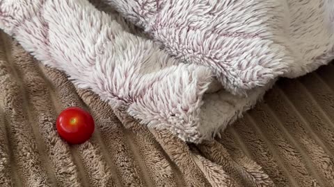 Napping Pig Leaves Cozy Bed For Fresh Tomato Scent