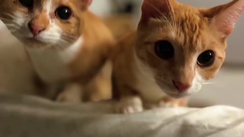 Kitties