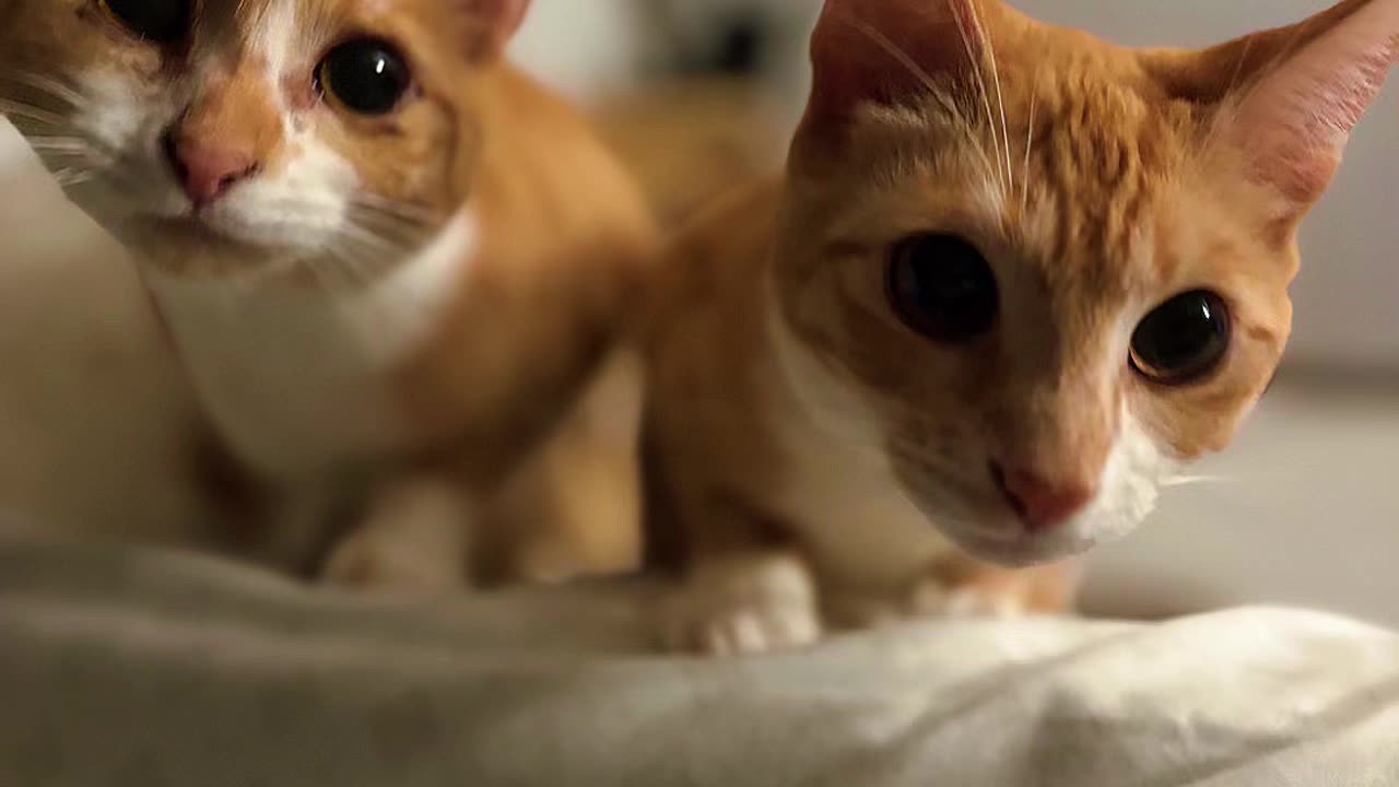 Kitties