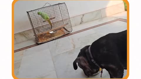 Indestructible Dog Doughnut Toy: Fun, Durable & Pup-Approved | PetBuds UK