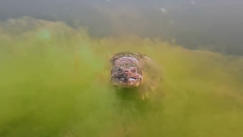 Snapping Turtle