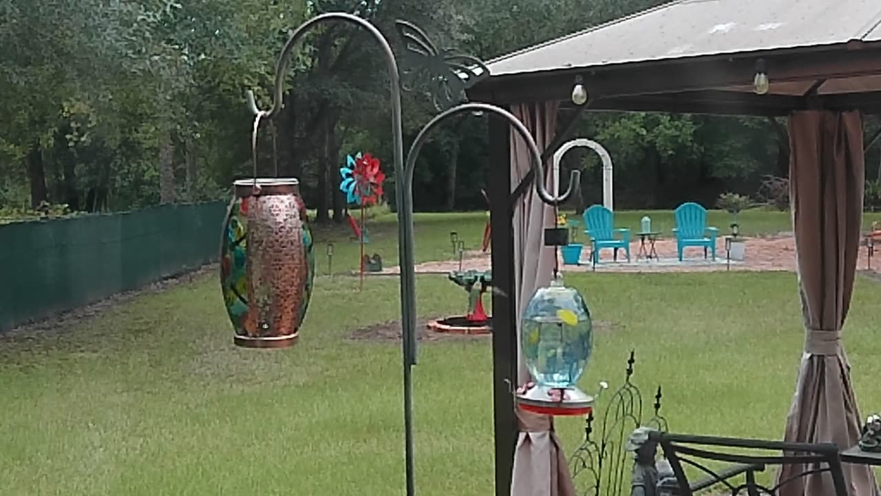 Hummingbirds Aug 29th 2025 - Part 4