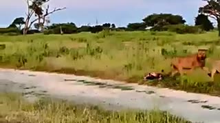 Viral: Animals That DARE to Face Lions #trending #animals #wildlife #youtubeshor