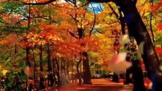 Beautiful landscapes Landscape video of nature