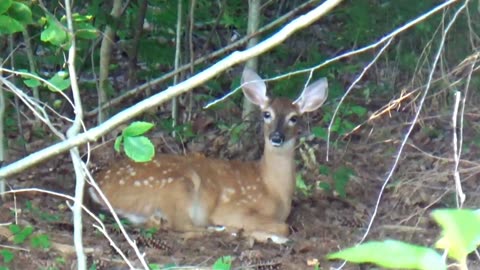 Fawn Deer