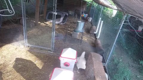 Chicken Live Stream