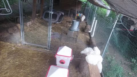 Chicken Live Stream