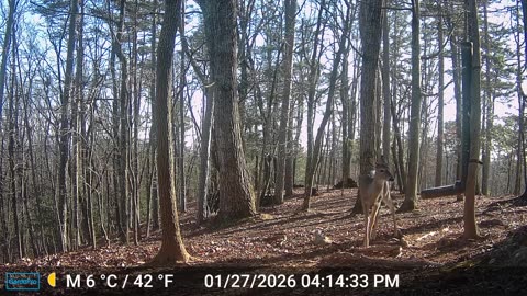 The Woods – 01/28/2026