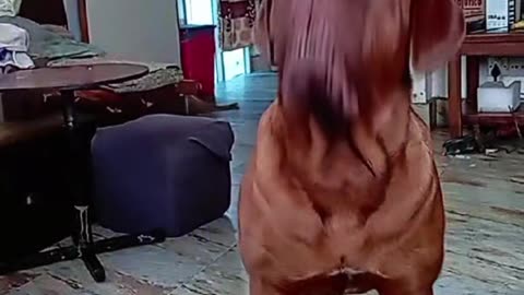 Dana Dani Learning Fetch!!! 🐶✌️